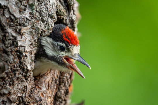 Buntspecht K&uuml;ken