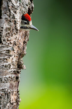 Buntspecht K&uuml;ken
