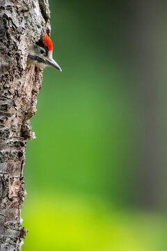 Buntsprecht K&uuml;ken
