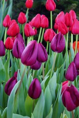 field of tulips