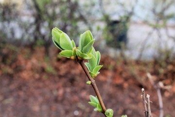 sprout on the ground