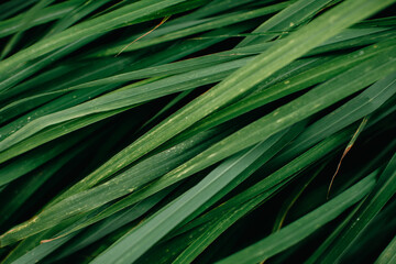 Closeup view of green leaves (Lemongrass) background. Flat lay, dark nature concept, tropical leaf.