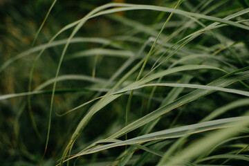 Closeup view of green leaves (Lemongrass) background. Flat lay, dark nature concept, tropical leaf.
