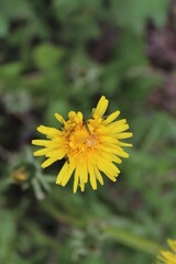 bee on dandelion