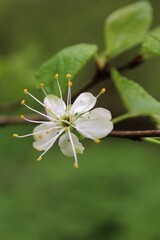 tree blossom