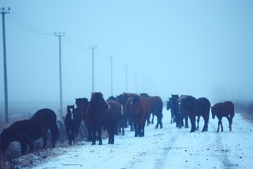 cows in winter in a snow field, animals on a farm in winter season