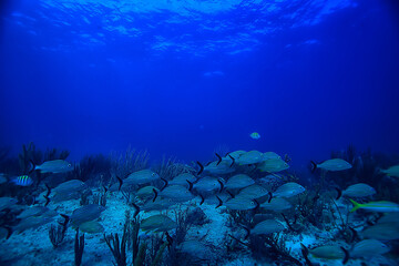 school of fish underwater photo, Gulf of Mexico, Cancun, bio fishing resources