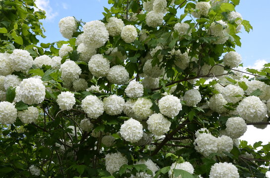 Viburnum opulus roseum or snowball tree white flowers with green foliage