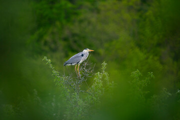 Reiher