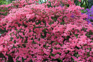 Full frame image of bright pink azalea in garden in springtime