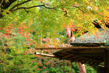 autumn japanese garden 紅葉の日本庭園