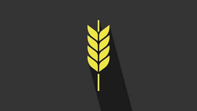 Yellow Cereals set with rice, wheat, corn, oats, rye, barley icon isolated on grey background. Ears of wheat bread symbols. 4K Video motion graphic animation