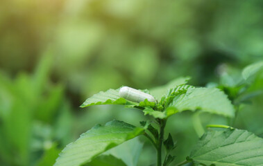 Herbal medicine on organic herb tree leaf for health care eating in daily life