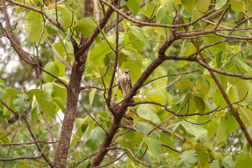 Baby eagle on the tree