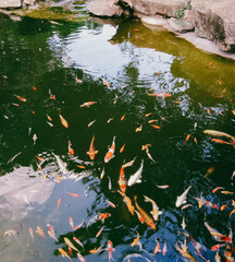 koi carp, colorful fish swimming in pond