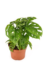 Tropical 'Monstera Adansonii' or 'Monstera Monkey Mask' vine houseplant in flower pot isolated on white background