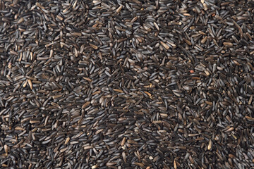 texture of Guizotia abyssinica. Niger seeds 