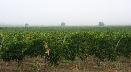 Fototapeta na wymiar Lush vineyard in fog