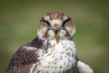 Close up portrait of a saker falcon, Falco cherrug, as it stares forward at the camera. It still has remnants of food on its beak