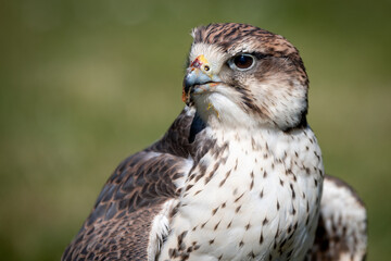 Close up portrait of a saker falcon, Falco cherrug, as it stares forward to the left