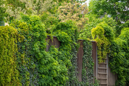 Begr&uuml;nte L&auml;rmschutzwand- Urban Jungle