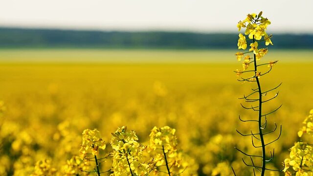 Golden canola flower in evening sun