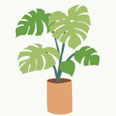 Simplicity monstera plant freehand drawing flat design.