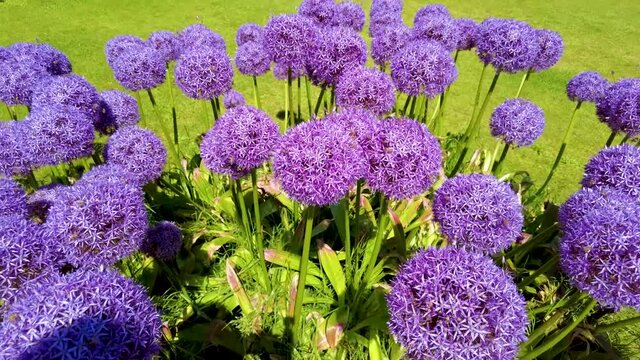 jardins