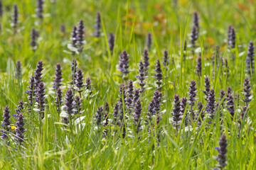 flowers blue horn on a green meadow