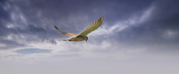 Long cover of a Kestrel bird of prey hovers against a dramatic sky with colorfull blue and purple clouds, hunting for prey. Webbanner, social media or cover