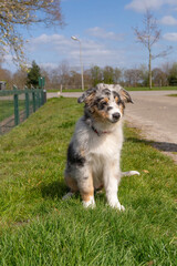 Australian Shepherd puppy is sitting in the grass. The tricolor dog has its mouth open. Seen from the front in full body. Blue sky