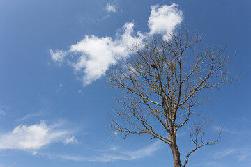 Fototapeta na wymiar dry tree bluesky and cloud