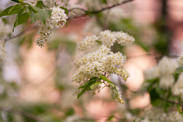 white cherry blossom in spring