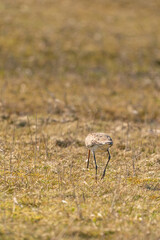 Male Black-tailed Godwit standing on grass and reeds. Looking for food while walking, golden colors