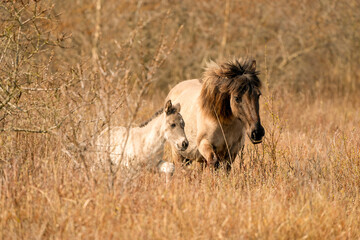 Mare and foal konik horses in a nature reserve, They walk in the golden reeds. Black tail and cream hair