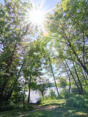 Sonnenstrahlen fallen durch die Bäume