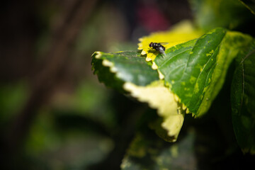 Amazing Zambian Housefly on a leaf, on a lope, beautiful burred backgrounds  