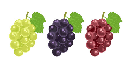 Cartoon white, red, black bunch of grapes and green leaves isolated. Vector simple flat illustration of fresh fruits, berry. Food icon.