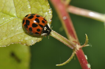 coccinelle