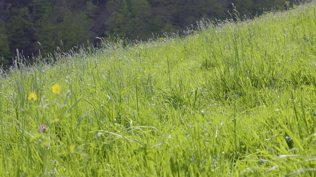 Natural meadow grass swayed by wind blow.