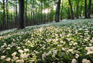 Geen forest with wild garlic at sunset, Slovakia