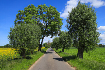 Fototapeta na wymiar A typical country road in Brandenburg Switzerland in spring, federal State Brandenburg - Germany