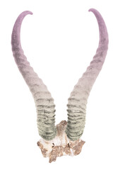 Purple and green springbok antlers isolated