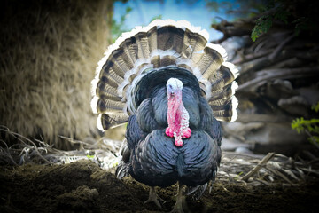 The turkey is a large bird in the genus Meleagris