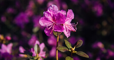 Beautiful spring purple pink flowers on a dark blurred background in the sunlight. Floral macro photography.