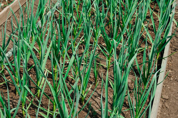 Garden. Garden bed with plants in the garden. Fresh garlic. Seedlings