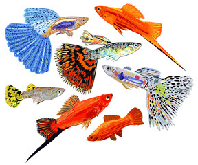 Vector collection of colorful aquarium fishes, guppies and swordtail fishes. Isolated.