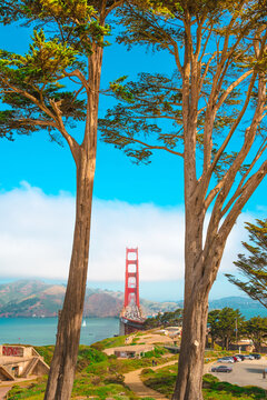 Golden Gate Bridge photographed between two trees on a sunny summer day, a view of the sights in San Francisco