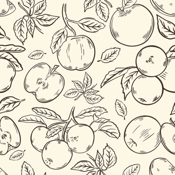 Seamless pattern with apples, vector. Fruits whole and halves, on a branch and leaves. Hand drawing sketch. Background vintage style. Hand engraving