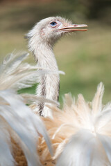 a white ostrich spreads her wings